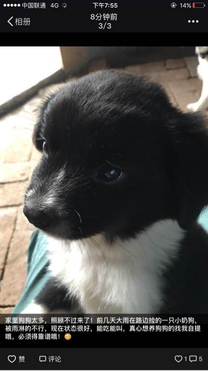 开发区免费送两只狗狗，在辛安，想要的来自提哦