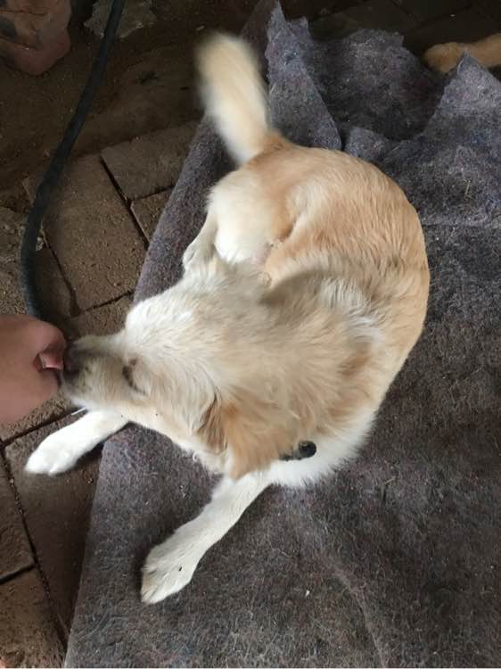 开发区免费送两只狗狗，在辛安，想要的来自提哦