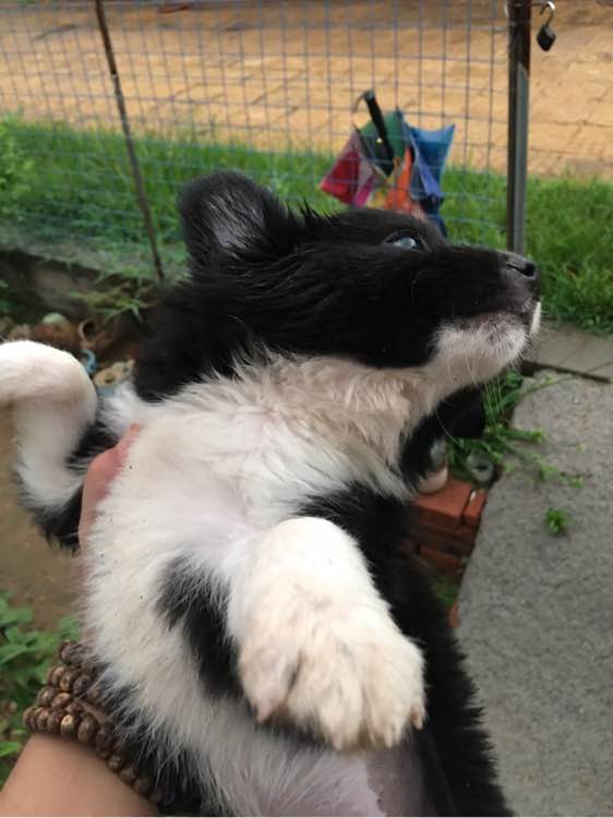 开发区免费送两只狗狗，在辛安，想要的来自提哦