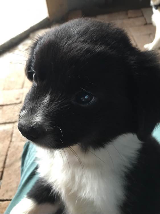 开发区免费送两只狗狗，在辛安，想要的来自提哦