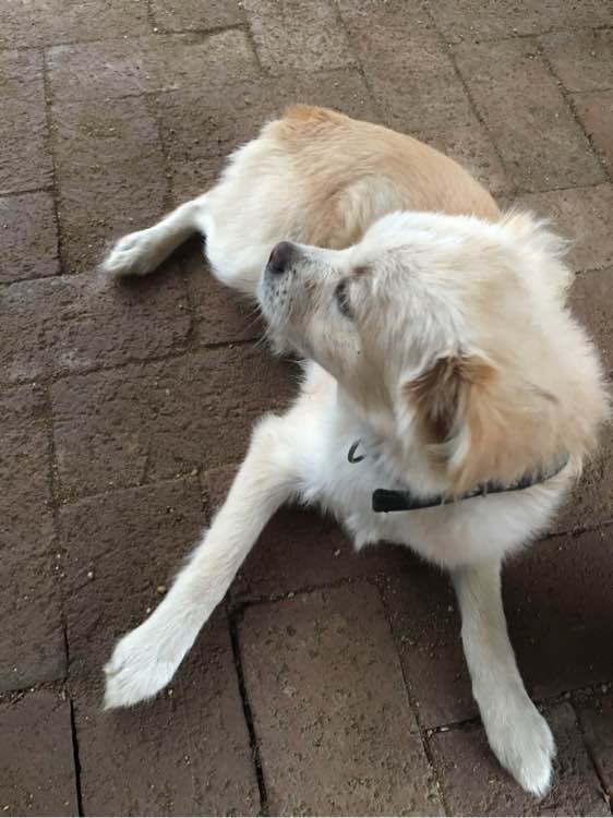 开发区免费送两只狗狗，在辛安，想要的来自提哦