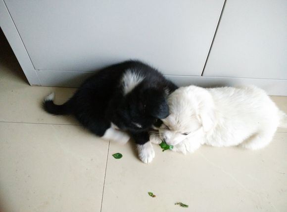 寻找好心人收养小狗