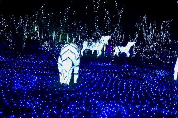 2016国际梦幻灯光艺术展入驻青岛啤酒节-黄岛主会场