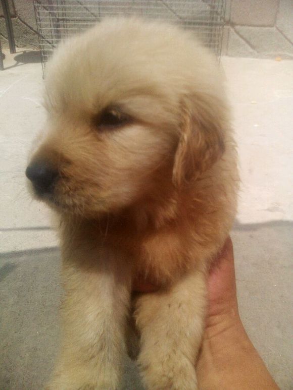 金毛幼犬13616363018