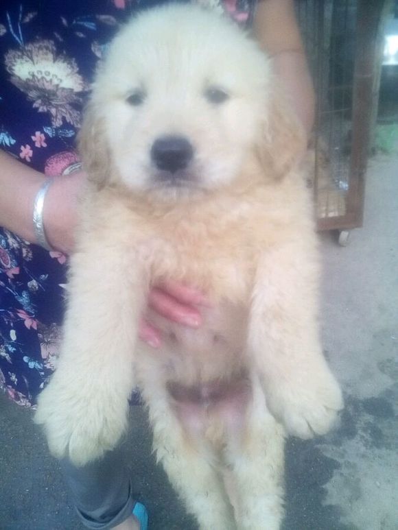 金毛幼犬13616363018