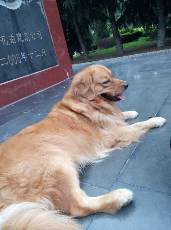 给自家公金毛配一次狗狗