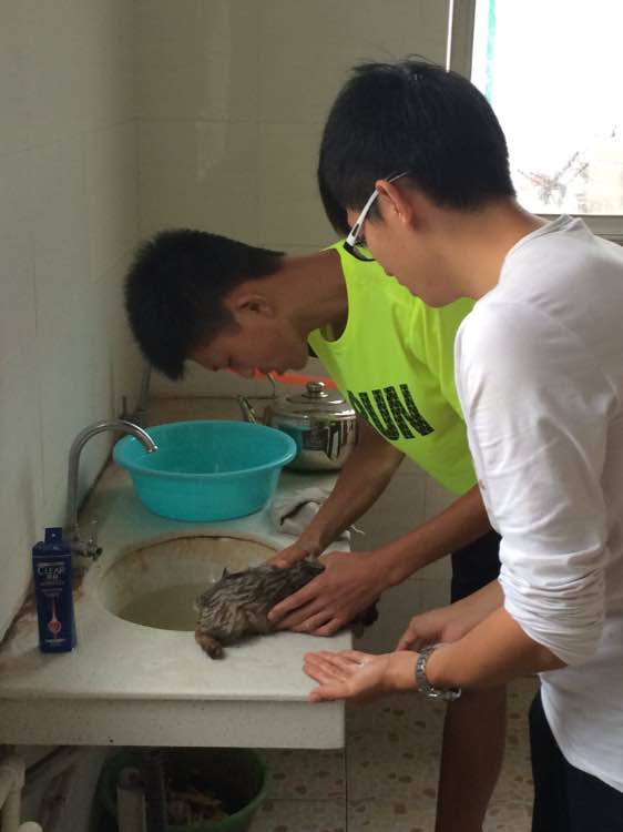 免费送可爱的小狗了～