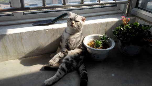 黄岛求猫咪一只。