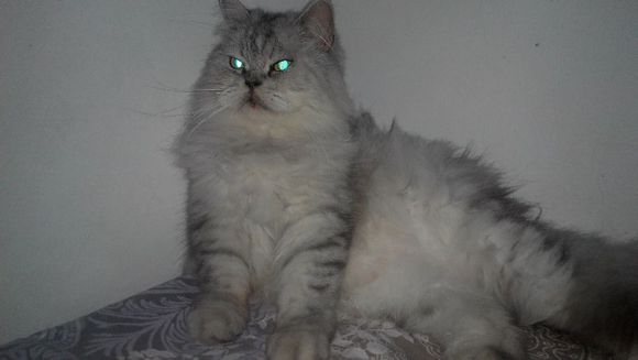 黄岛求猫咪一只。