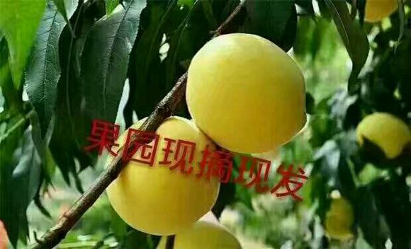 自己做的黄桃罐头超级好吃