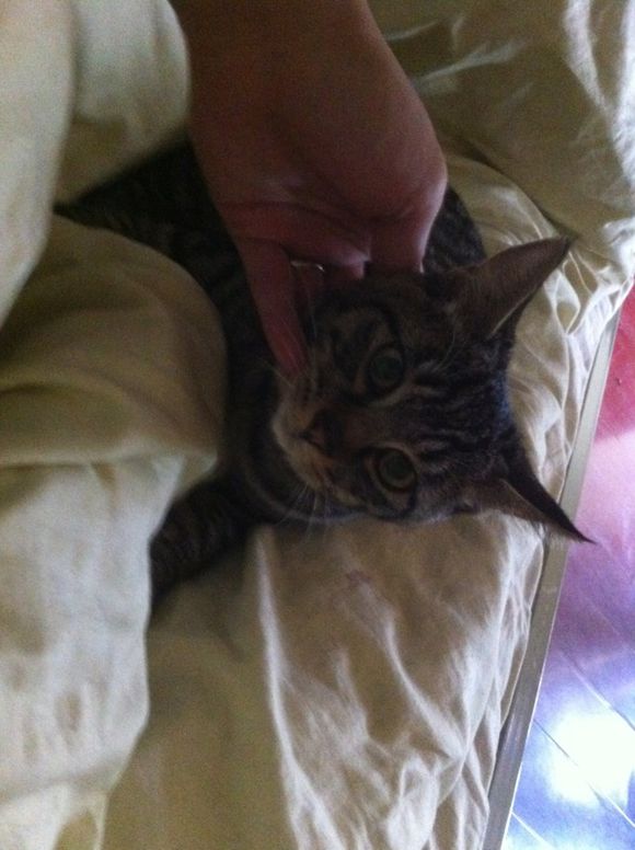 五个月左右的猫咪，求收养