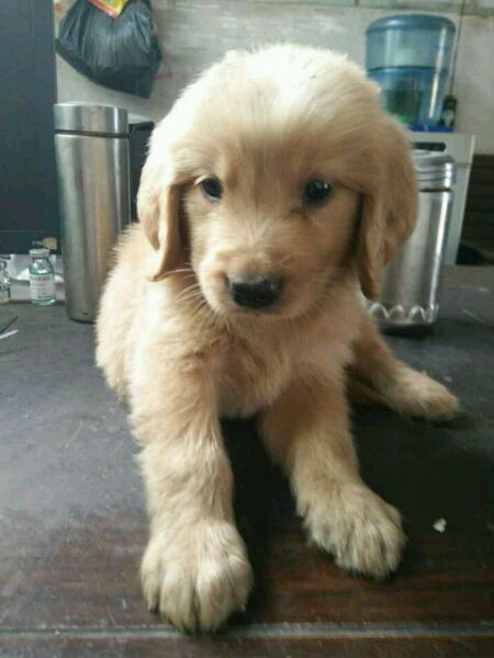 自家金毛幼犬