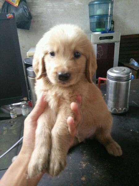 自家金毛幼犬