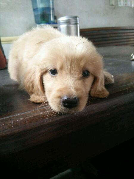 自家金毛幼犬