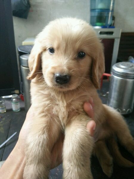 自家金毛幼犬