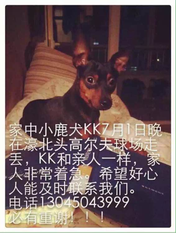 寻找小鹿犬KK