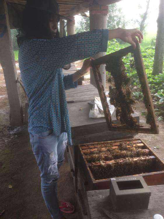 我的蜂场在湖北宜昌.作为一个女