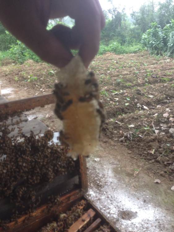我的蜂场在湖北宜昌.作为一个女