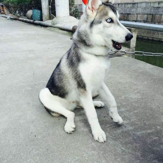一早去胶南新开的友客帮了一天忙，晚上回家挤不上十八路了