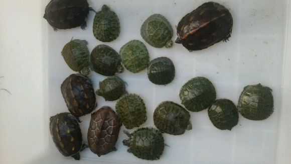 喜欢宠物