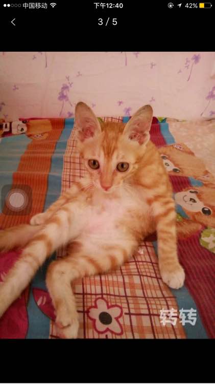 有没有想领养小猫咪的
