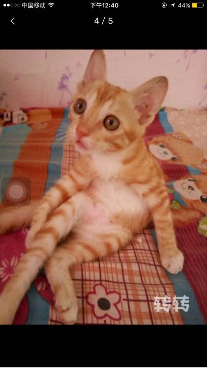 有没有想领养小猫咪的