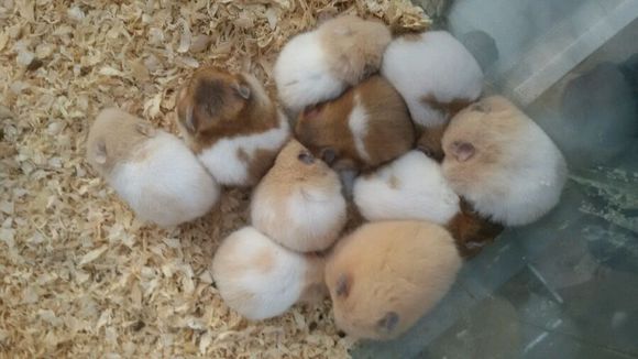 宠物