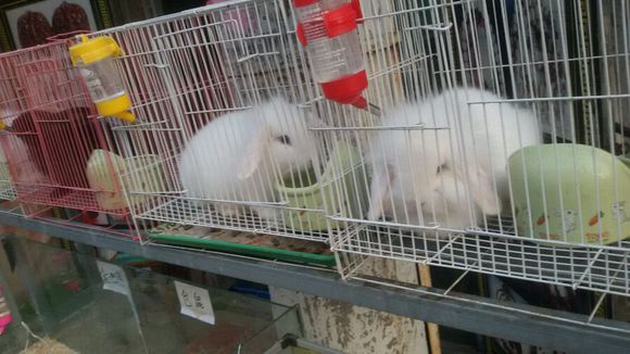 可爱宠物