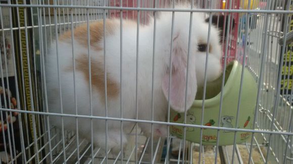 可爱宠物