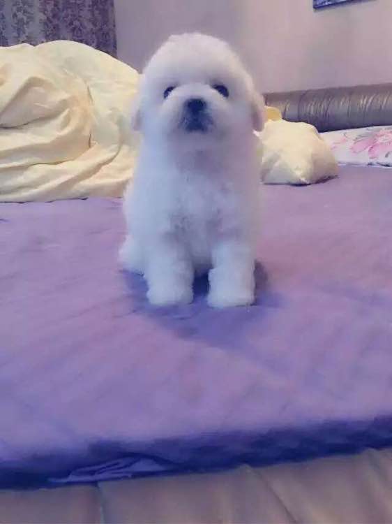 家养的狗，爱就进来