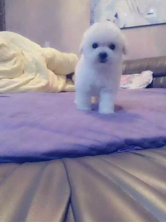 家养的狗，爱就进来
