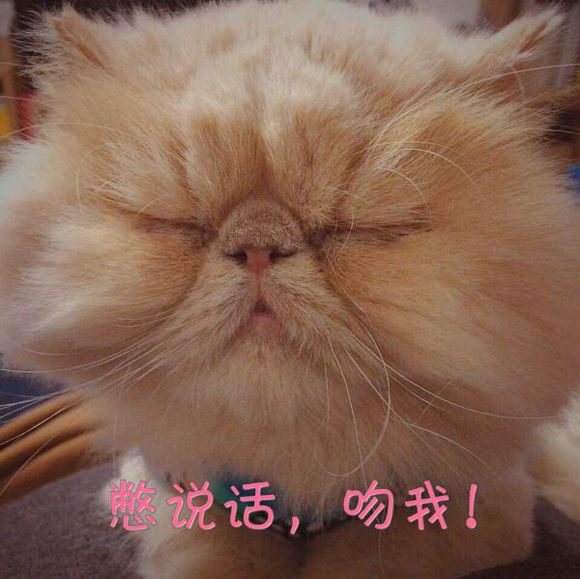 家养的狗，爱就进来