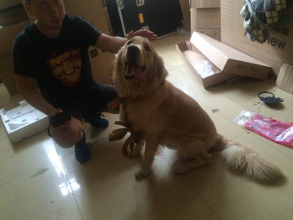 胶南七中附近捡到金毛一只。现在寄养在酷玩琴行，经琴行多位专业人