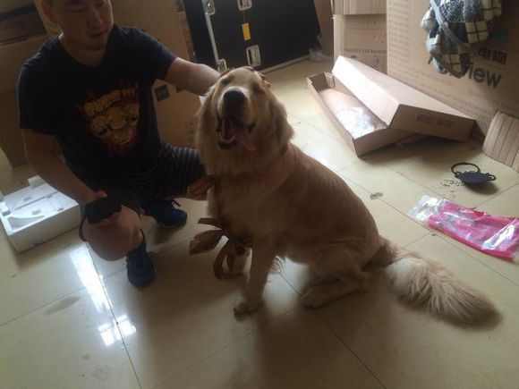 胶南七中附近捡到金毛一只。现在寄养在酷玩琴行，经琴行多位专业人