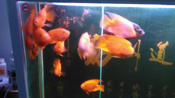 黄岛出售自养的鹦鹉
