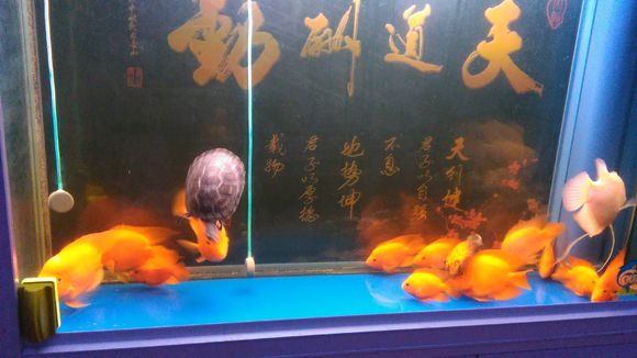 黄岛出售自养的鹦鹉