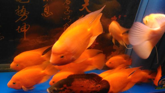 黄岛出售自养的鹦鹉