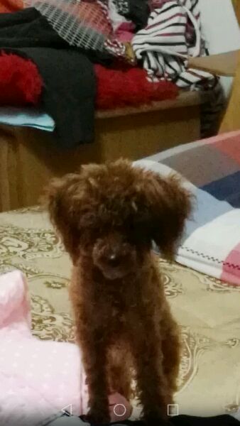 现金2000元帮忙找回金沙滩泰迪犬