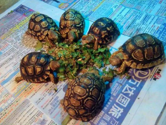 迷你宠物
