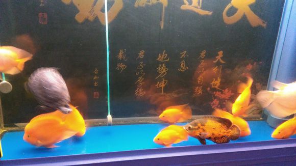 个人鹦鹉鱼