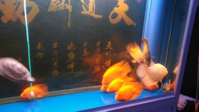 个人鹦鹉鱼