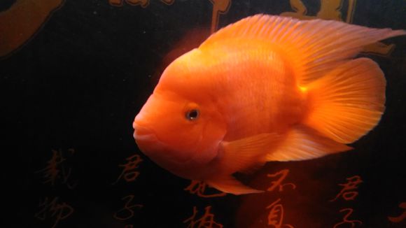 个人鹦鹉鱼