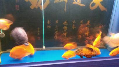 个人鹦鹉鱼