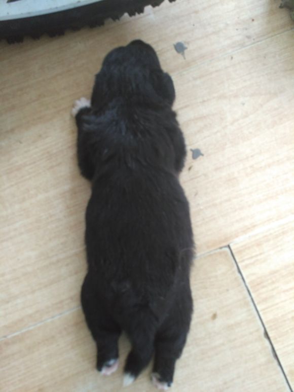 黄岛区低价出售小狗崽德国牧羊犬和中华田园犬的杂交