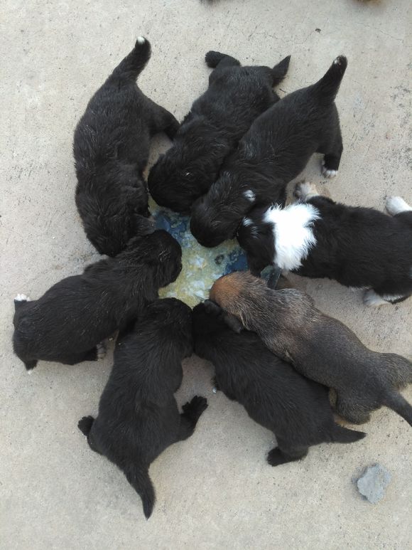 黄岛区低价出售小狗崽德国牧羊犬和中华田园犬的杂交