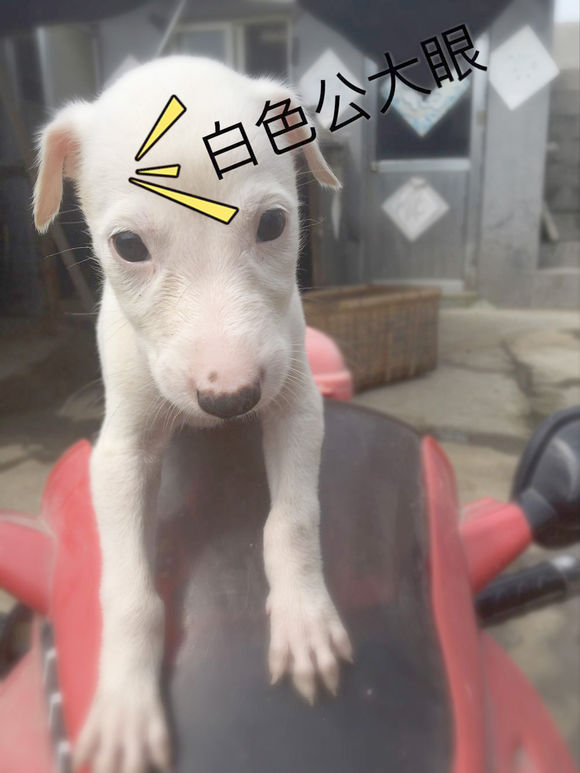 有木有喜欢小狗的，我家狗生了一窝小狗。。