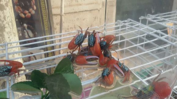 迷你小宠物