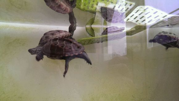 哪有买小乌龟的啊