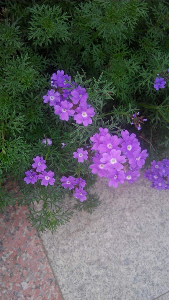 花开正当时