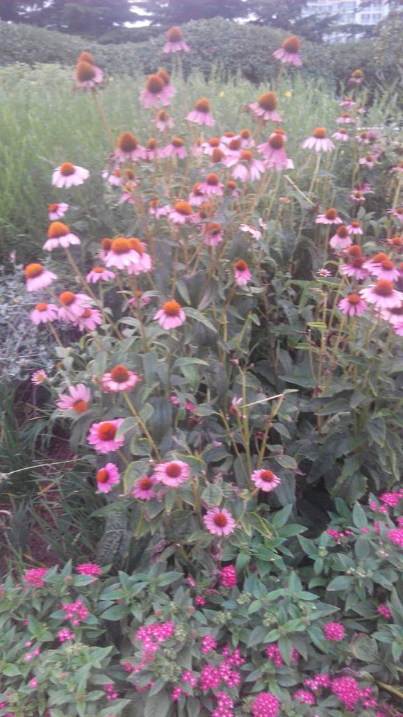 花开正当时